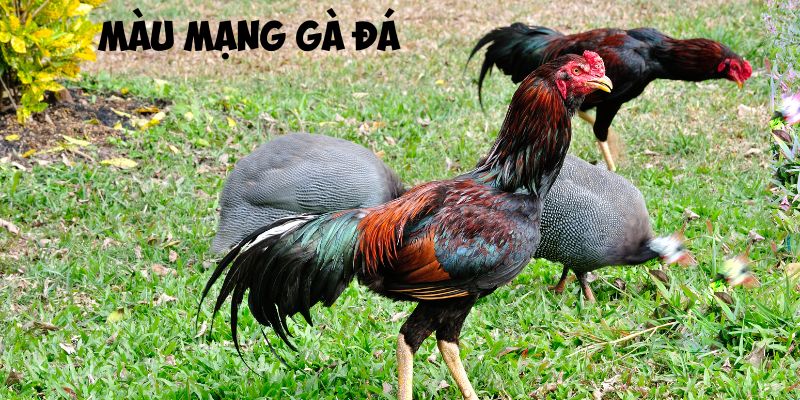 Khái niệm màu mạng gà đá trong lựa chọn gà chiến