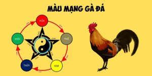 Màu Mạng Gà Đá - Tầm Quan Trọng Và Cách Xem Hiệu Quả